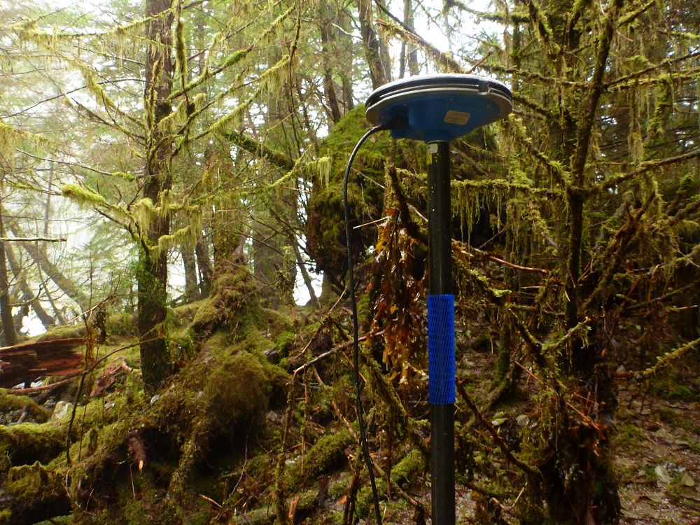 seaweed in trees